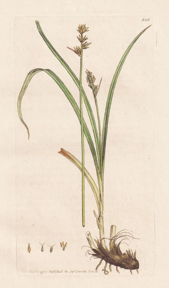 Carex Oederi Segge Gras Gräser grass Botanik Kupferstich Sowerby Smith 1800 - Bild 1 von 1