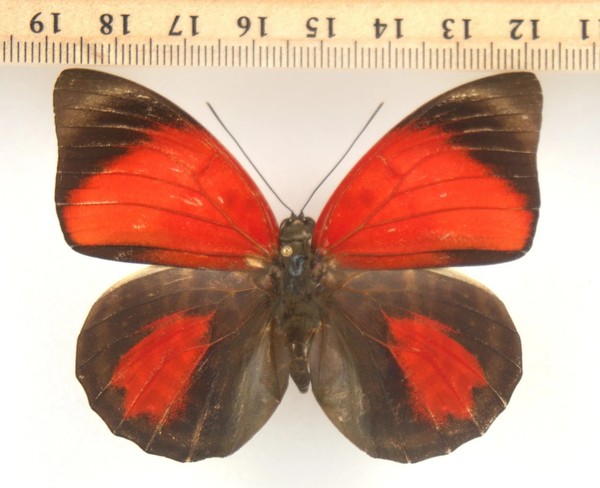 Mariposa: Agrias Claudina Sardanapalus, Form Sanguinea,Female.Maues, Brasil, 93