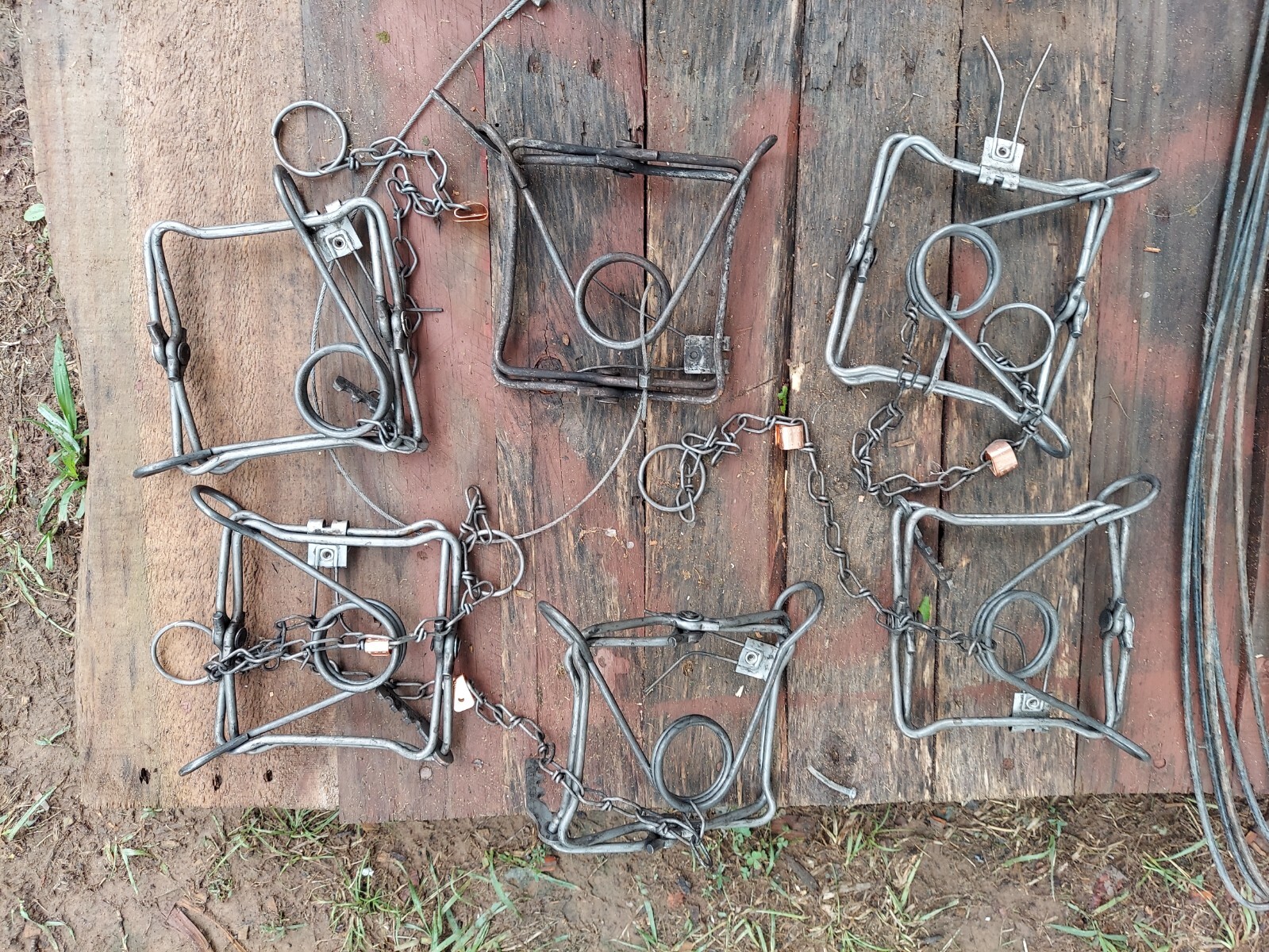muskrat traps and stretchers eBay