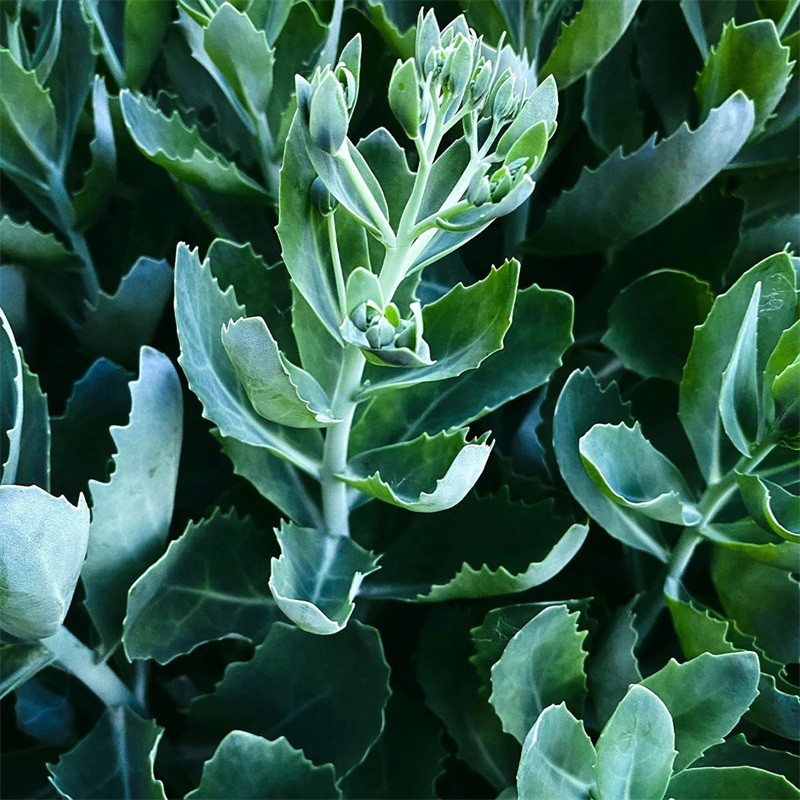 BOND No 9 NYC WALL STREET Eau De Parfum Spray UNISEX 3.3 Oz / 100 ml BRAND NEW!