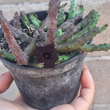 Huernia Pendurata