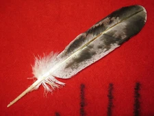 Feather Hand painted Golden Eagle Native American Spiritually hand crafted 