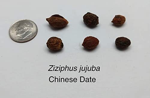 Chinese Date Tree Seeds for Planting - 6 Seeds - Jujube, Chinese Date, Tsao Zizi