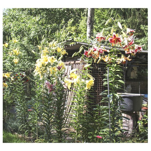 Lilienzwiebeln Sets bunte Blumenzwiebeln Lilium Zwiebeln Knollen Lilien Blüte - Bild 85 von 89