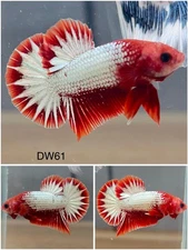 Male Betta Live Fish - Koi Red Fancy Star Tail HMPK - DW61 - High Quality A+