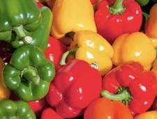 Bell Pepper Seeds  | NON-GMO | Heirloom | Fresh Garden Seeds 25 Seeds Mix
