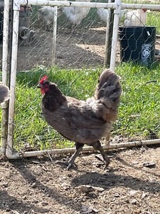 6 Blue (BBS) Maran Hatching Eggs