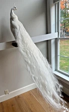 STUNNING WHITE PEACOCK-RARE- Facing Right at Right Angle