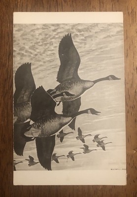A Flock Of Chadian Geese In Flight Black And White Postcard (WP18)