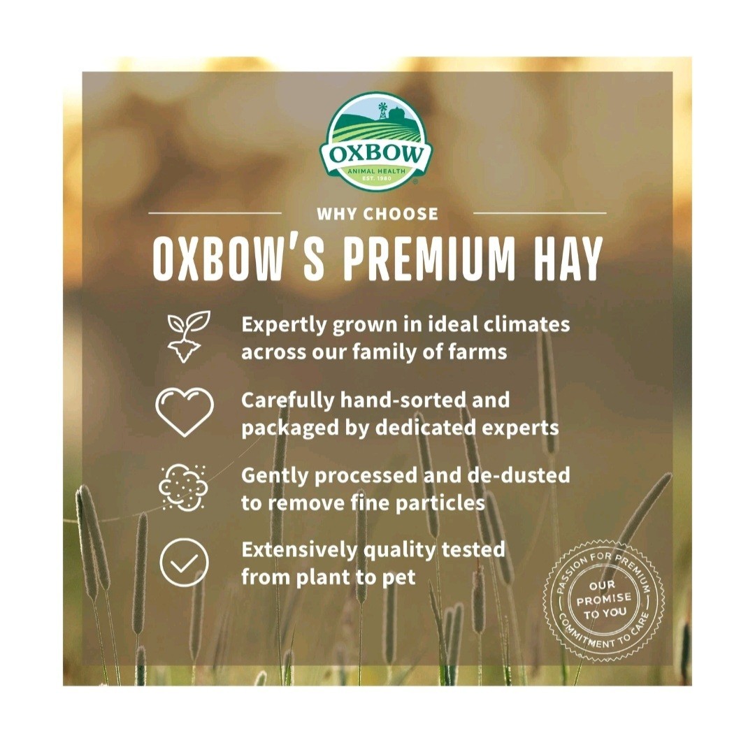 Small Pets Food Orchard Grass Hay 15 oz. Sweet Soft Texture Fresh Hand-Packed