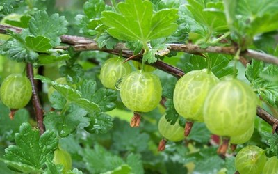 Stachelbeere 10 Samen (Ribes uva-crispa) - winterharter Fruchtstrauch