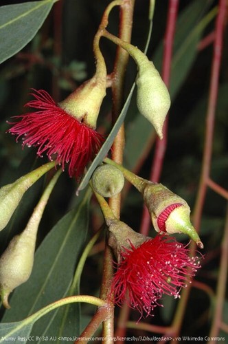 WATER GUM EUCALYPTUS SEEDS-FLOWERING-PINK-RED-YELLOW-GARDEN FEATURE TREE PLANT - Picture 2 of 4