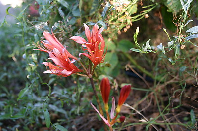 3 ORANGE Spider Lily Bulbs Lycoris Sanguinea from Japan | eBay