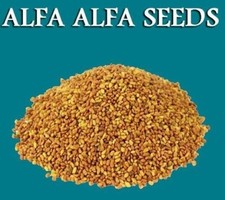 Alfalfa Seeds Lucerne Seeds Medicago Satia Seeds Alfa Seeds Grass Seeds - F/S