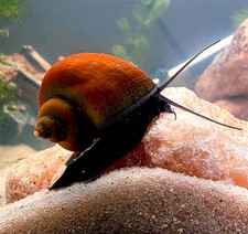 Honey Jade Mystery Snails 4 Pack Tank-Bred Freshwater Aquarium Invertebrates