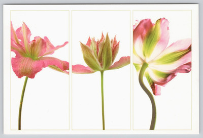 Art Card, Triptych Pink Green Parrot Tulips, Cedric Porchez, Chrome 6 x 4