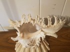 Multiramosus Murex Seashell on Scallop Shell Tabletop Centerpiece Nautical Decor — photo 2