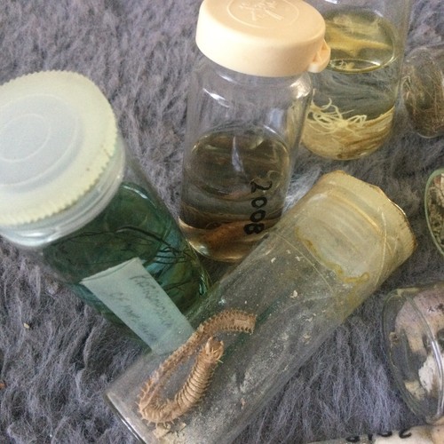 Rare 26 Vintage Science Lab Samples Shells Insect Weed Etc Great Variety - Foto 7 di 17