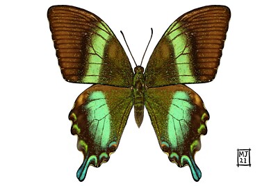 Digitale Zeichnung Illustration grüner Schmetterling Druck