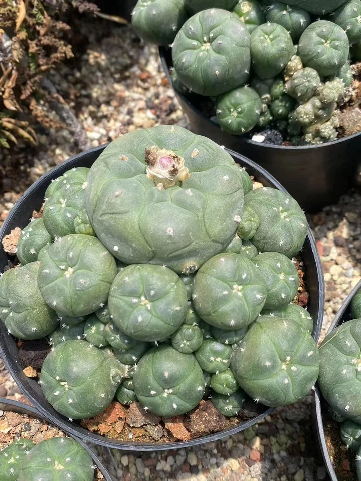 10-12CM LW Multi Heads Cactus Plant selfroot Beautiful Garden Décor Boutique - Image 4 of 4