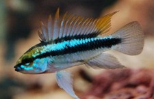 1 Pair Apistogramma Trifasciata Live Tropical Aquarium Fish FAST SHIP