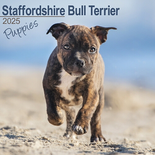 Staffordshire Bull Terrier Puppies Calendar 2025 Square Dog Puppy Breed Wall
