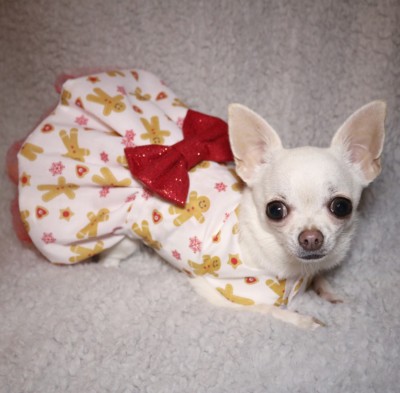 Chihuahua Christmas handmade dog dress - Gingerbread man - small breed clothes
