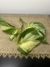 Epipremnum Aureum Variegated Pothos 4 Leaf Cutting Multiple Nodes XLarge Leaves
