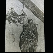 Antique Magic Lantern Glass Slide Photo Chimney Swift Bird Bailey 1906