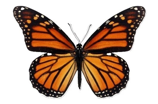 Nature Country Brown Décor Decals, Stickers & Vinyl Art