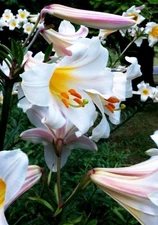 2 - THE REGAL LILY Perennial Flower Bulb - STUNNING & AWARD WINNING BEAUTY