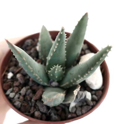pillansii | アロイデンドロン・ピランシー 実生Aloe（Aloidendron