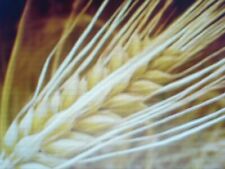 1500 graines d'orge BIO Permaculture