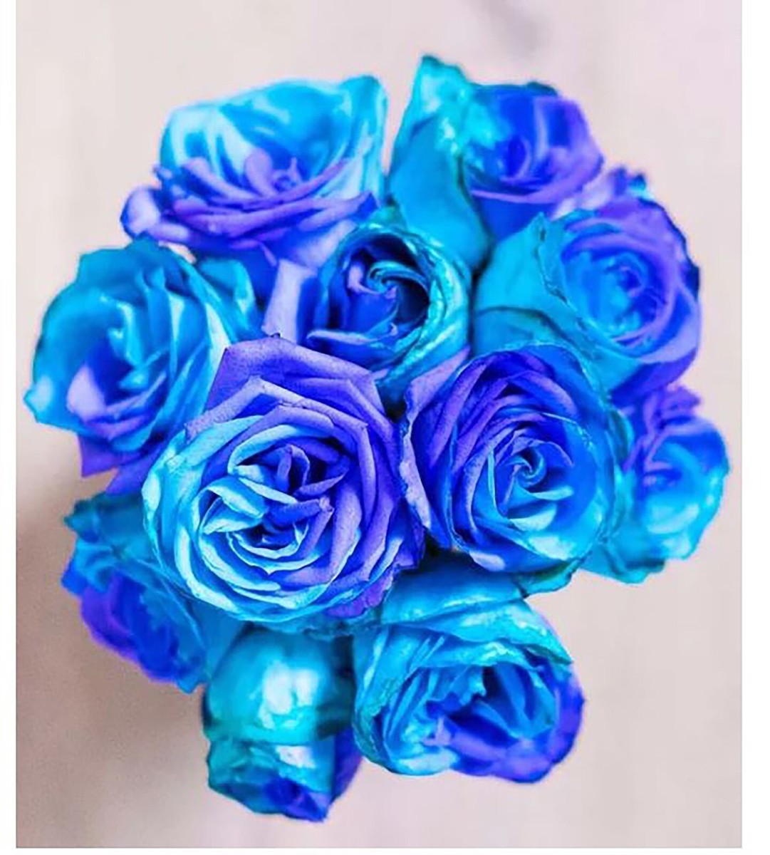 Midnight Blue, Black, Duo Color Rose 100 Seeds~ Rare-Free Shipping