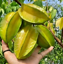 Sweet Star Fruit Grafted Tree - 3 Feet Tall - 3 Gallon Pot - No Ship CA FL