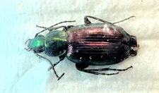 Carabidae Agonum cupripenne 8-9mm A1 from CANADA - #4634