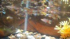 MAGNIFICENT SEVEN GUPPY SALE FREE SHIPPING Get 7 Colorful Male Guppy