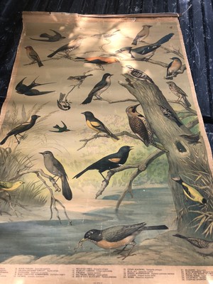 Old Maine Estate 1898 Audubon Bird Chart #1 Roll -Up Wall Poster