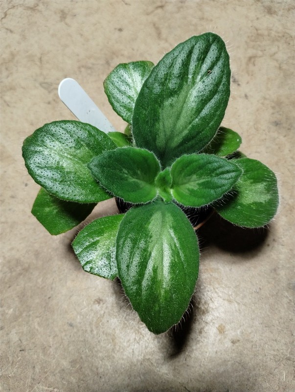PRIMULINA 'JV ABRACADABRA'-NEW-African Violet Kin