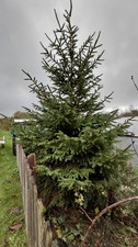  Norway Spruce Christmas Tree live 🎄4 Meter Tall