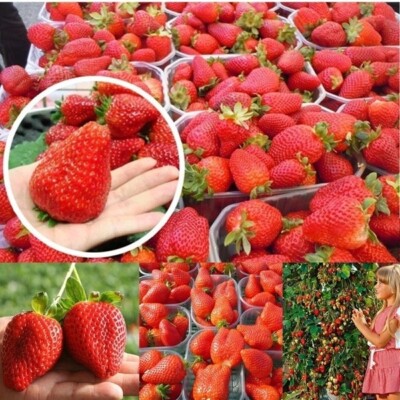 oregano seeds for planting Oregano Seeds Pack