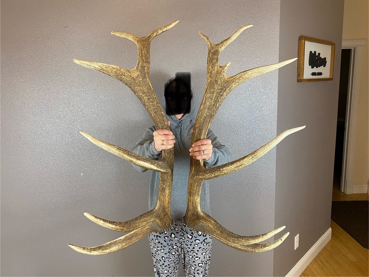 Antler Lot 47 - Antlers/Horns: Axis Deer or Chital (Axis