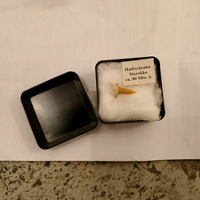 Haifischzahn Marokko ca. 80 milo.J.