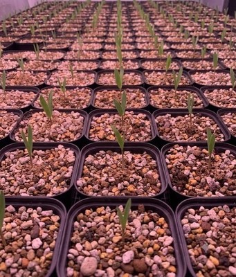 Welwitschia Mirabilis 2026seeds5/20/50/100pcs | eBay