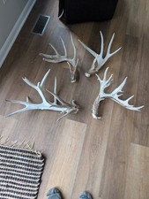 4 giant whitetail deer antler sheds multiple antlers 118" trophy taxidermy