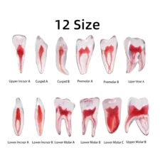 Dental Blocks Files Practice Block Endo Training Model Replicas RCT 3D Print