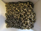 10 pcs NEW OLD STOCK - LAMP FINIALS - PAWN CHESS PC LOOK - HEAVY THREADED METAL