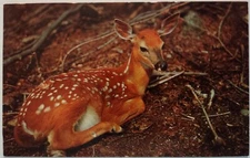 Vintage Postcard Greetings From Erinsville Ontario Canada Fawn Baby Deer