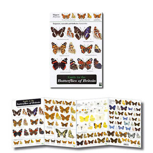 Butterfly Identification Chart