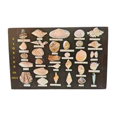Florida Sea Shells Found Along Florida Coasts Dodson's Shell Shop VTG Postcard